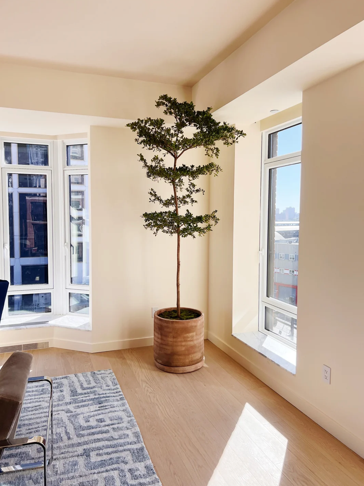 Caring for Your Black Olive Tree: A Guide to Keep This Statement Tree Thriving Indoors