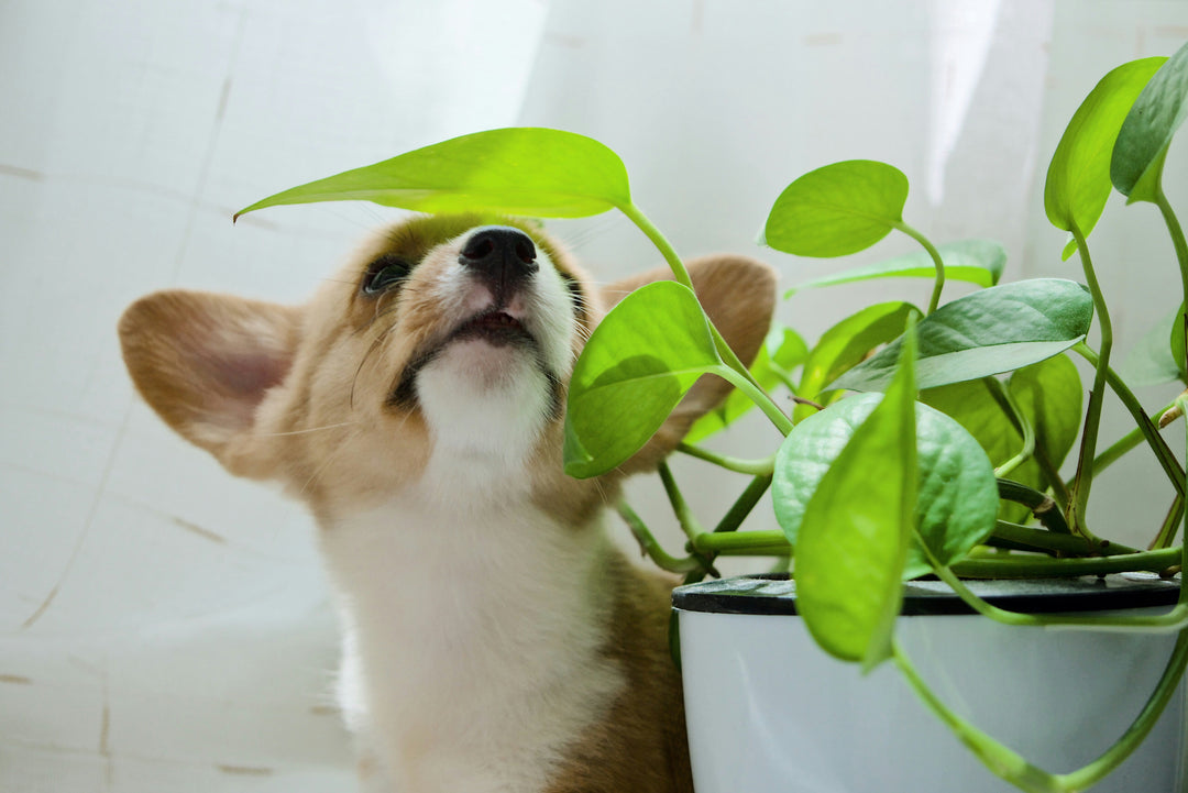 Which Plants Are Pet-Safe?