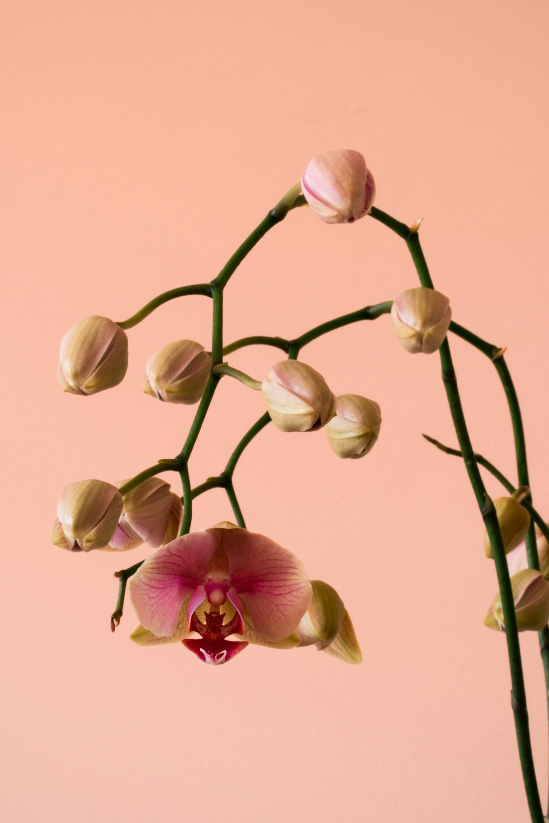 Why Is My Orchid "Dying"?
