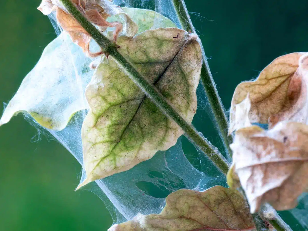 What Are These Gross Little Things All Over My Plant?