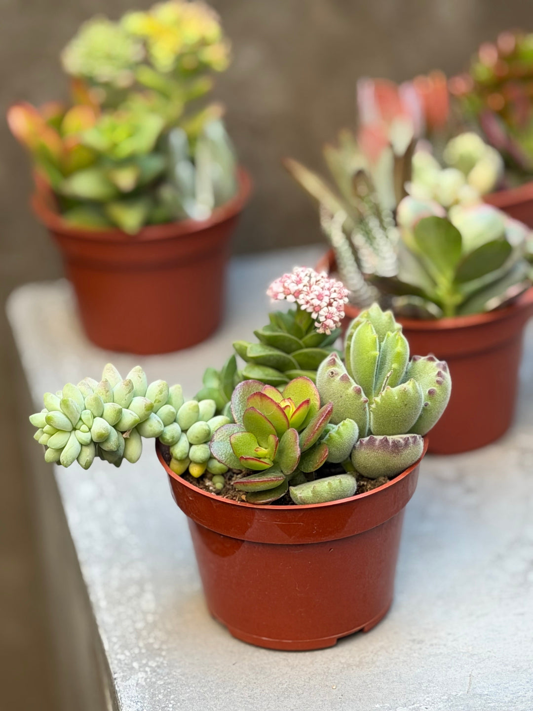 Cacti & Succulents