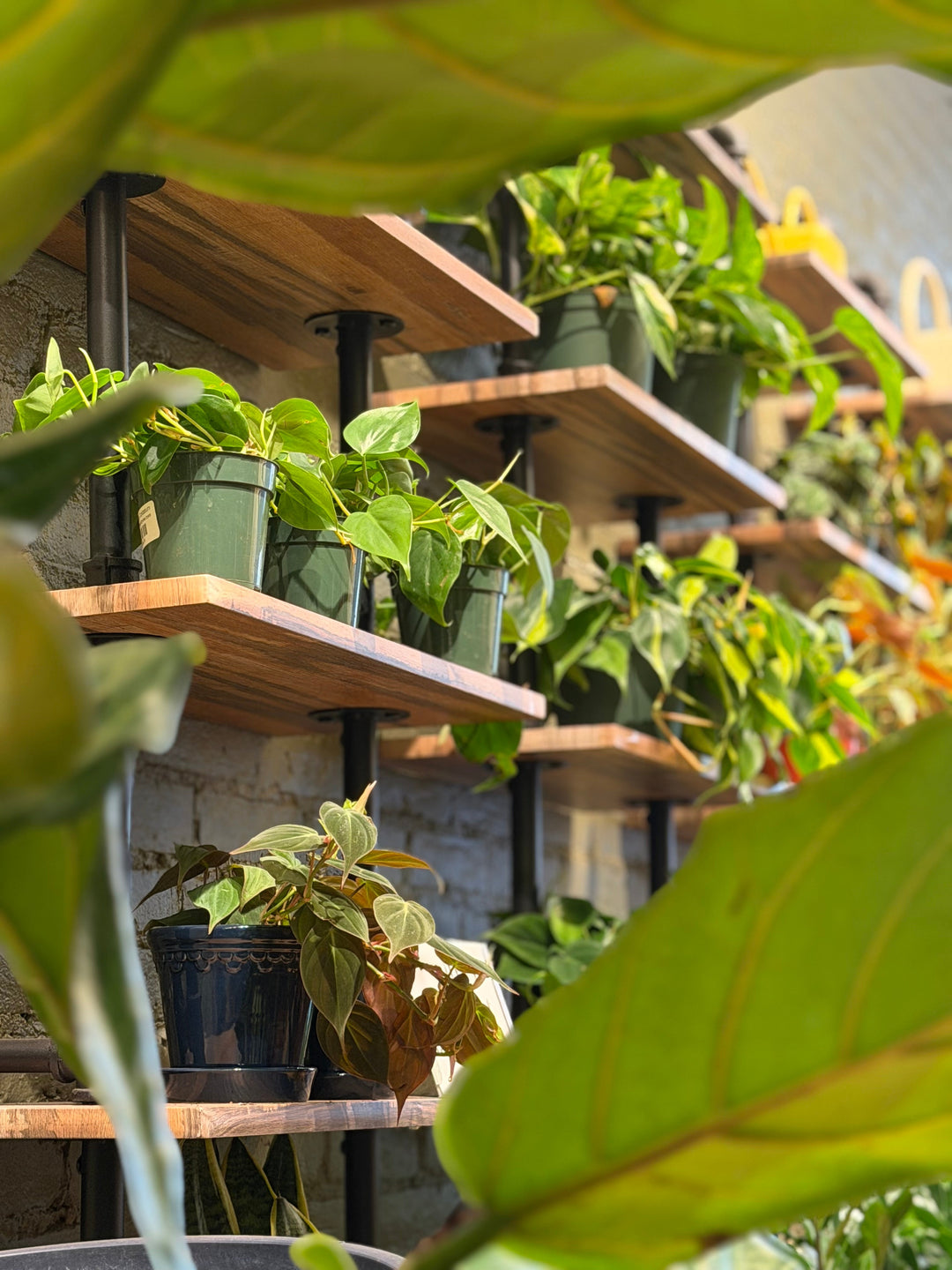 Air Purifying Plants