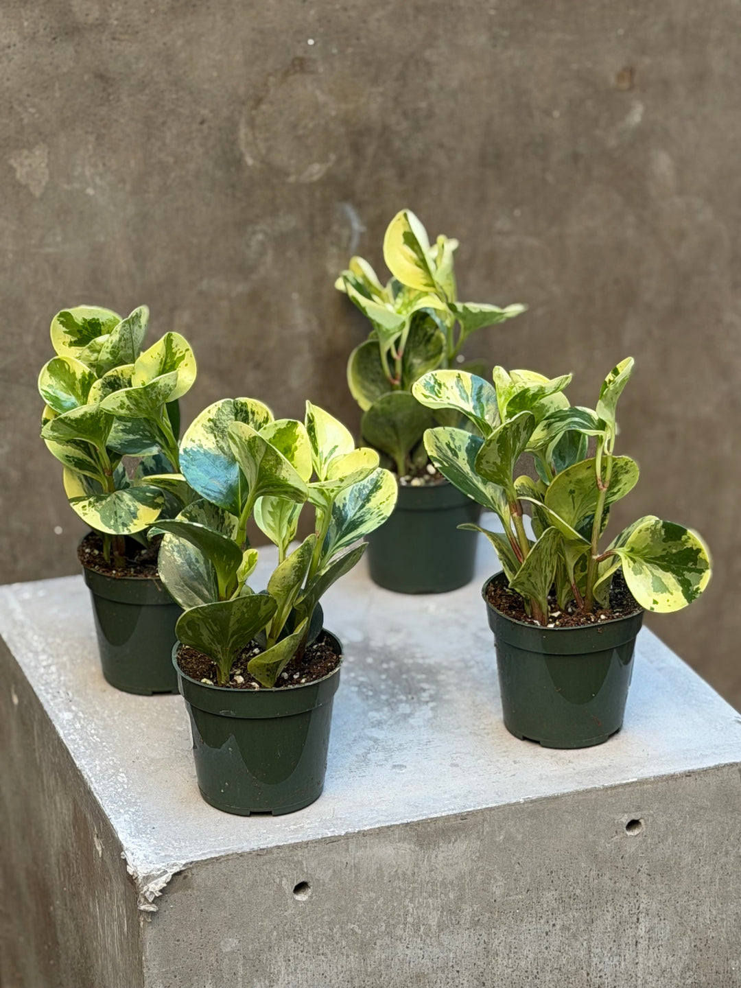 Pet Safe Plants