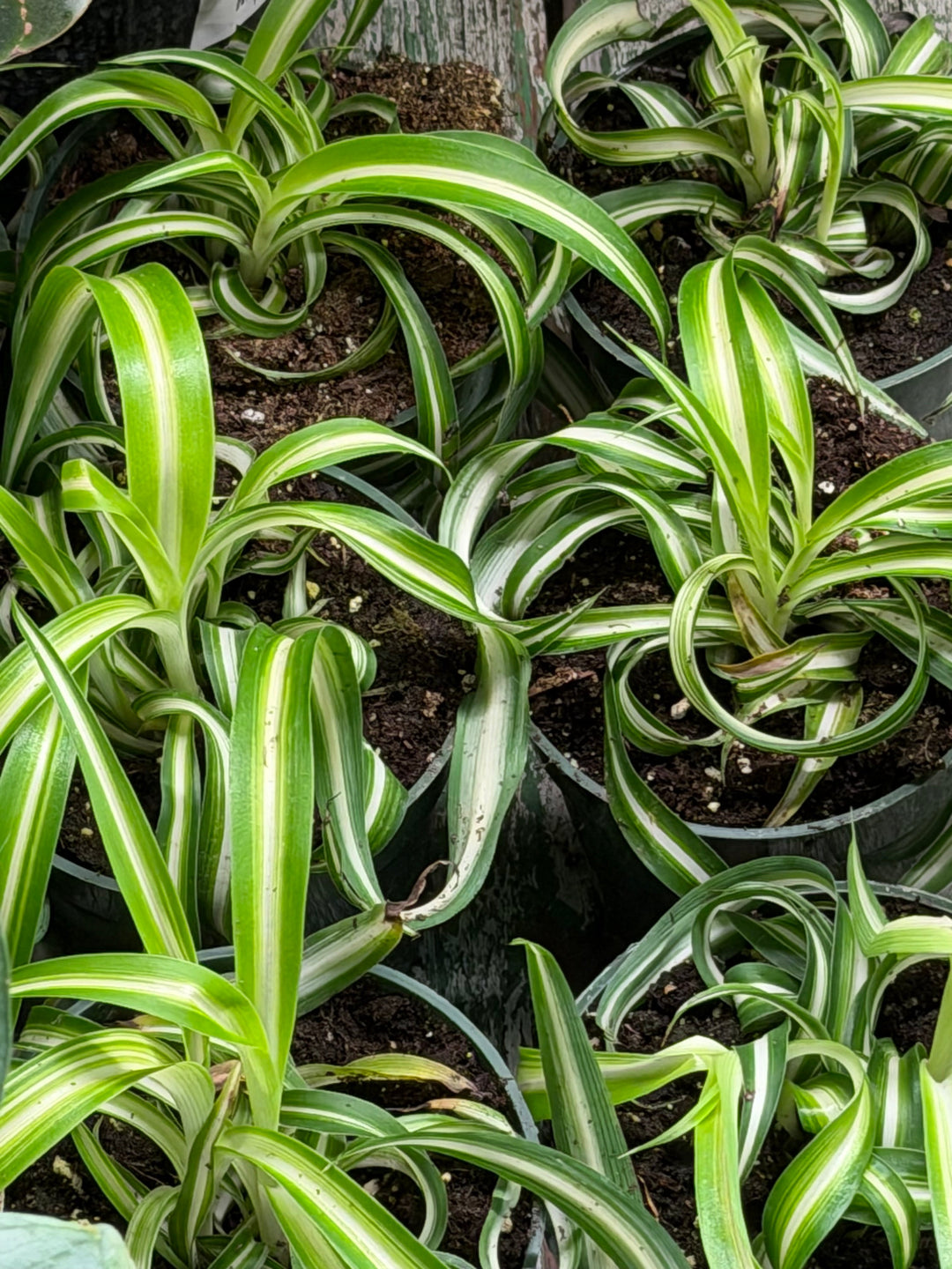 Low Light Plants