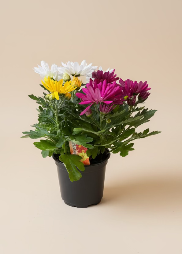 Annuals