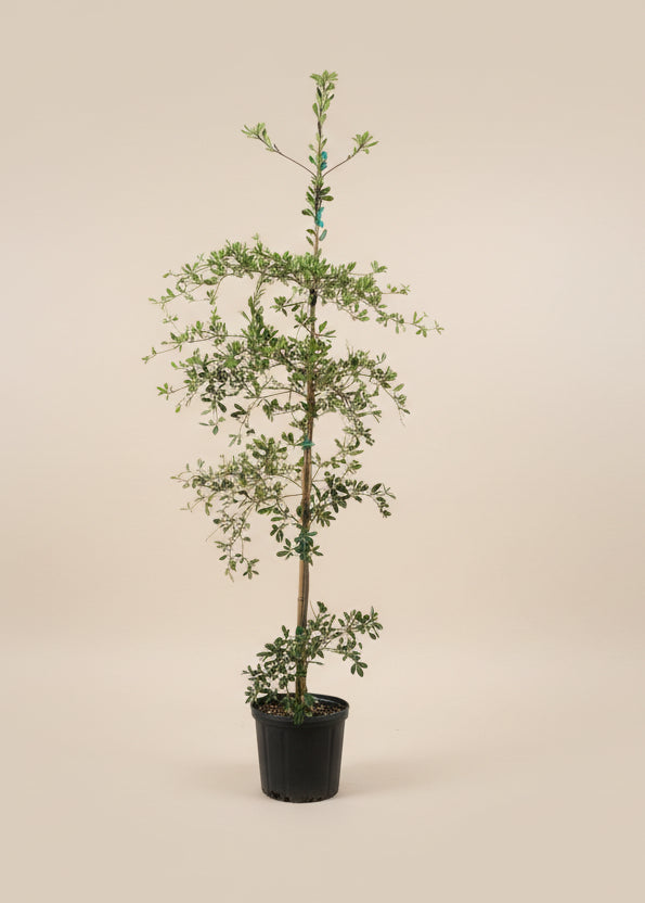 Black Olive Tree