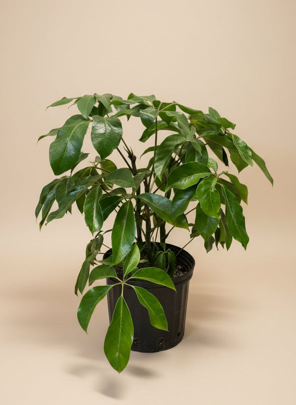Schefflera 'Amate’