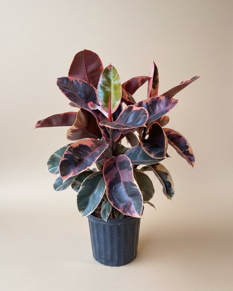 Ficus Elastica Ruby