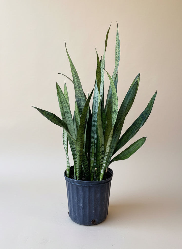 Snake Plant