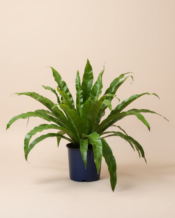 Crispy Wave Fern