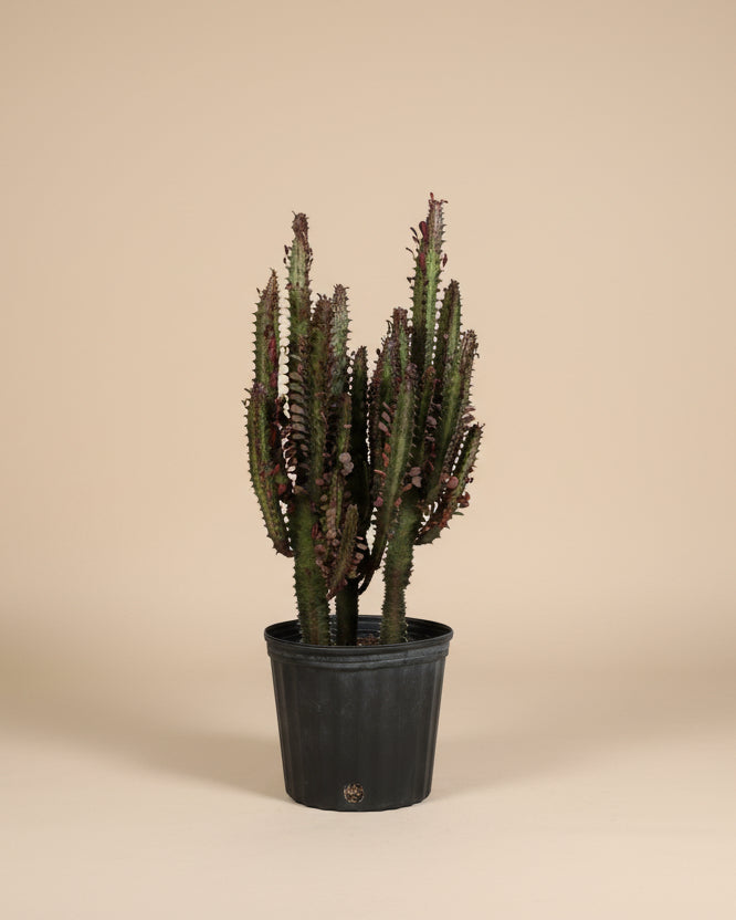 Euphorbia Trigona