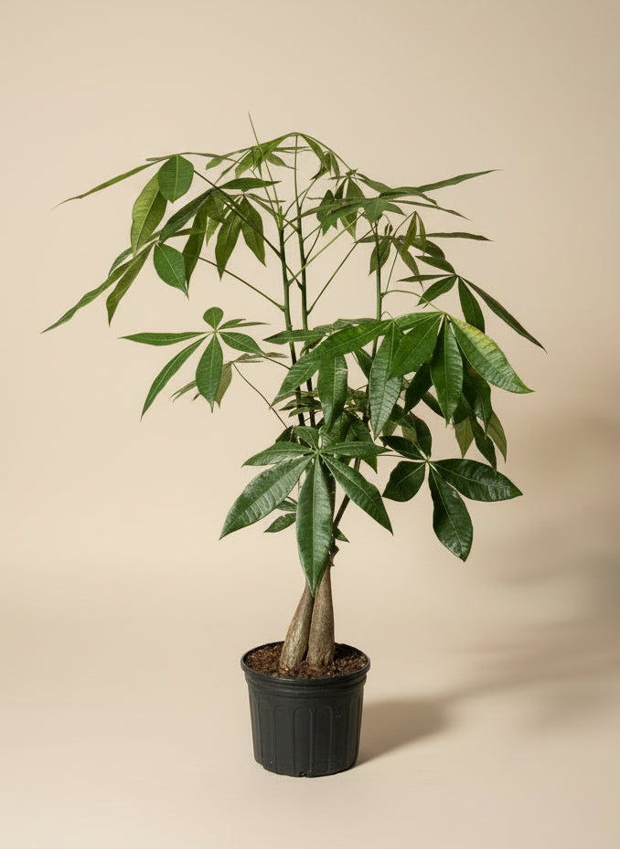 Money Tree