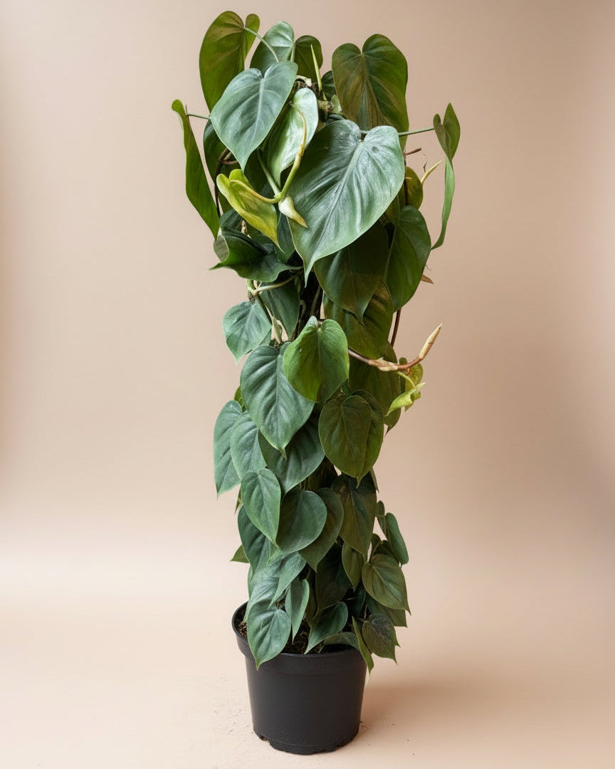 Philodendron Cordatum