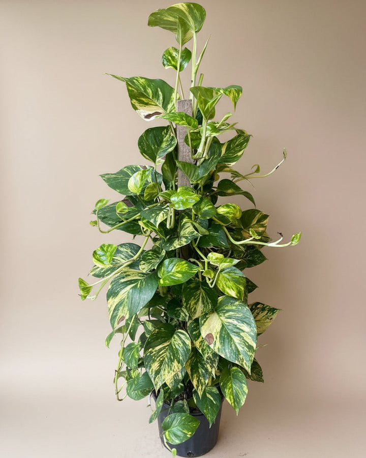 Golden Pothos