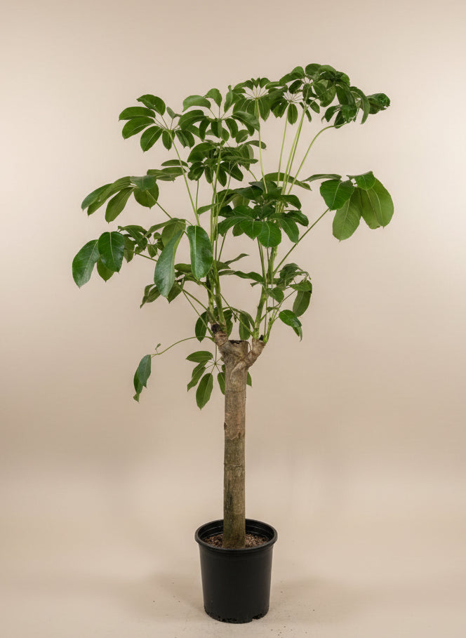 Schefflera 'Amate’