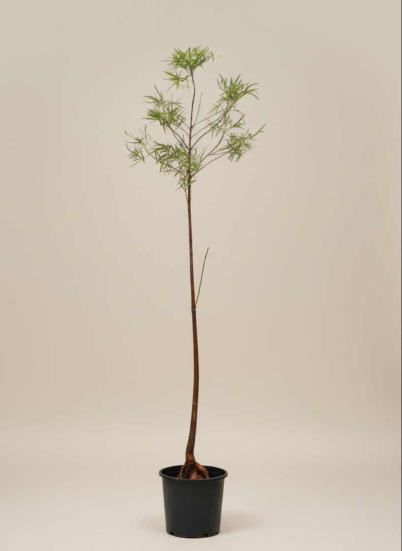 Australian Bottle Tree