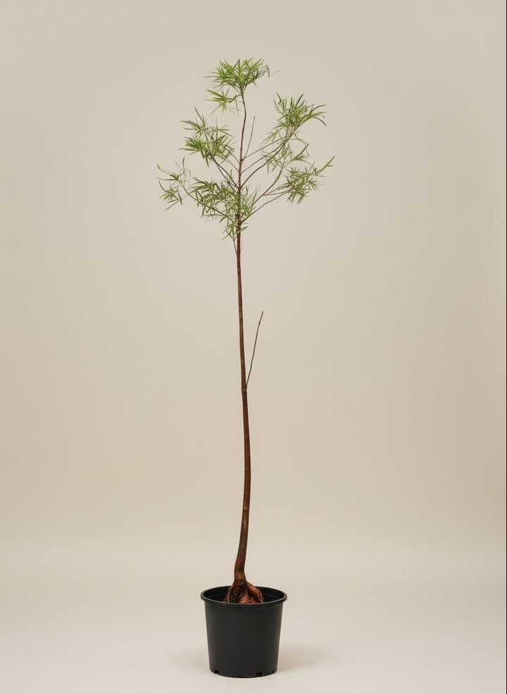 Australian Bottle Tree