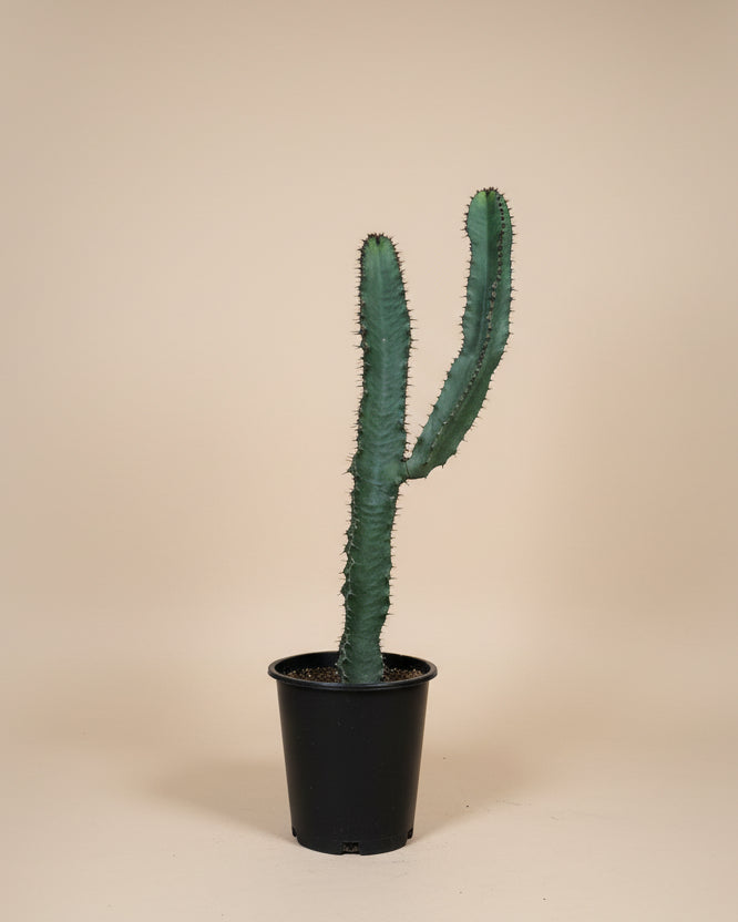 Euphorbia Chocolate Drop