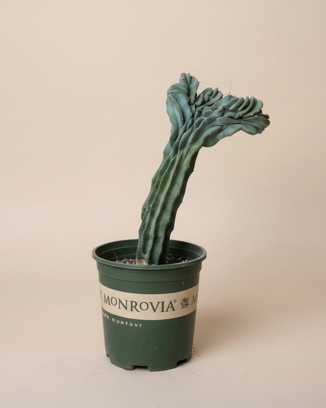 Crested Myrtillocactus