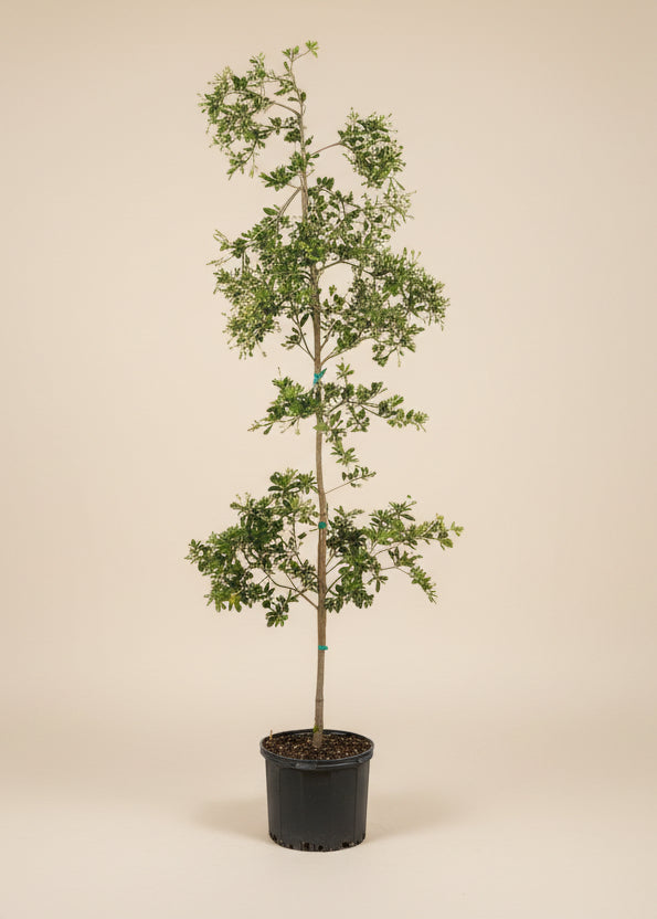 Black Olive Tree