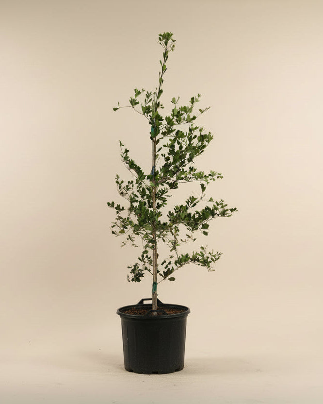 Black Olive Tree