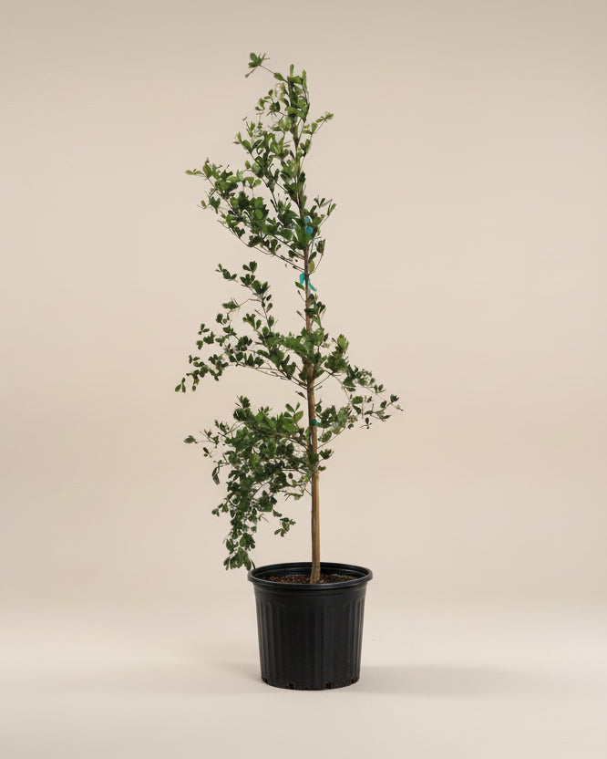 Black Olive Tree