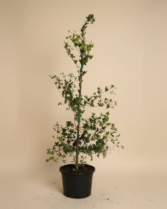 Black Olive Tree