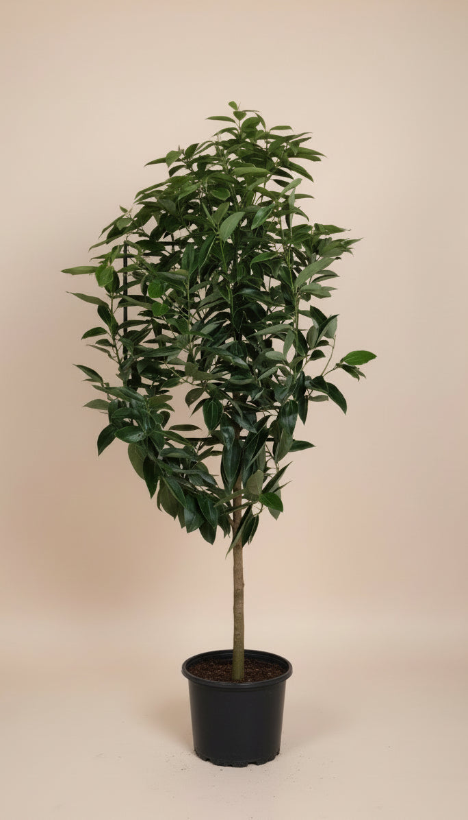 Cinnamon Tree