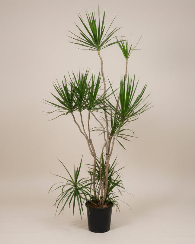 Dracaena Marginata