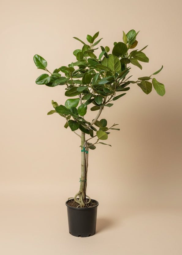 Ficus Audrey