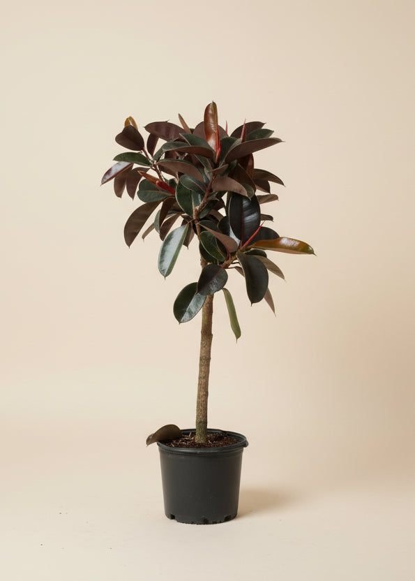Ficus Burgundy