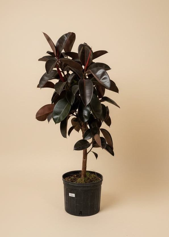 Ficus Burgundy