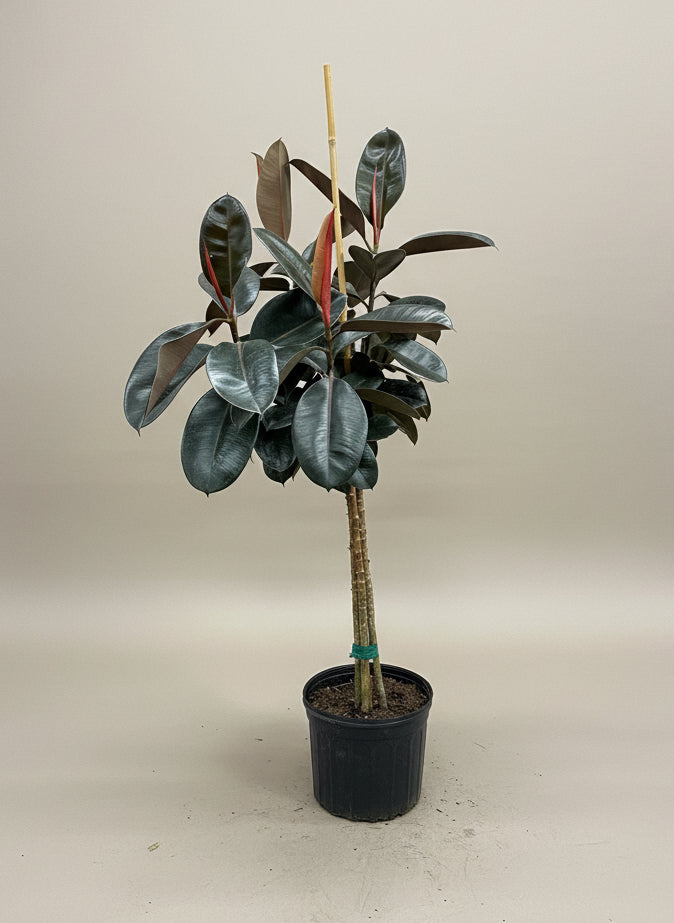 Ficus Burgundy