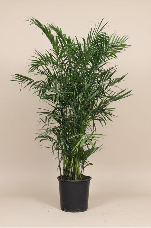 Bamboo Palm