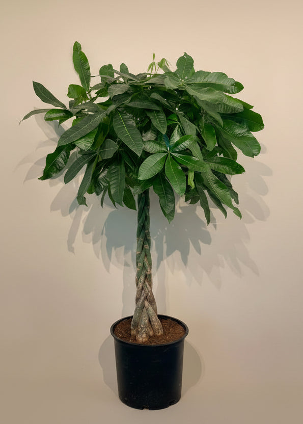 Money Tree