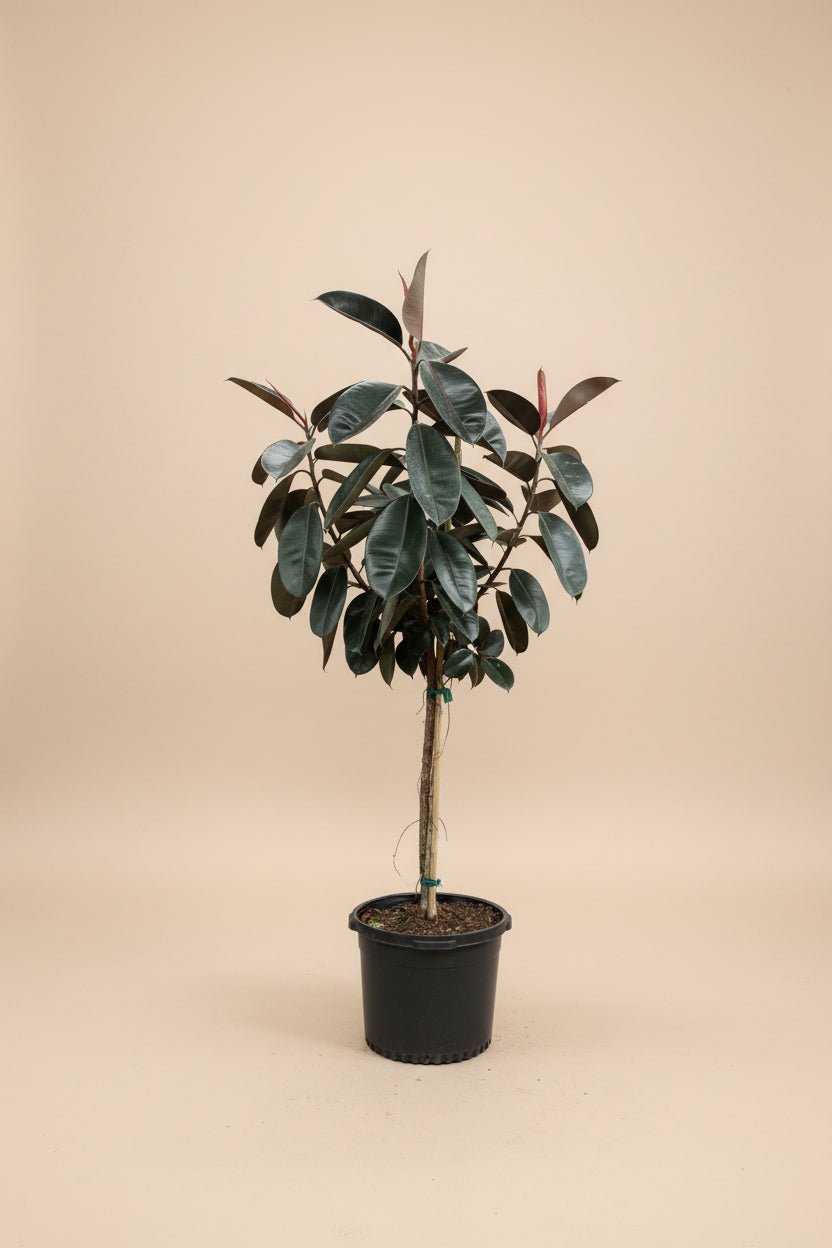 Ficus Burgundy