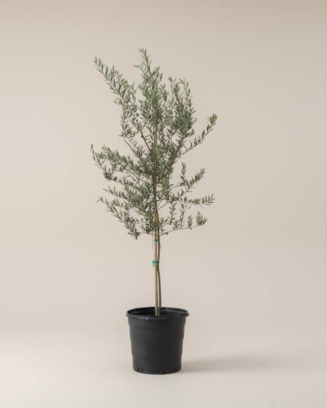 Arbequina Olive Tree