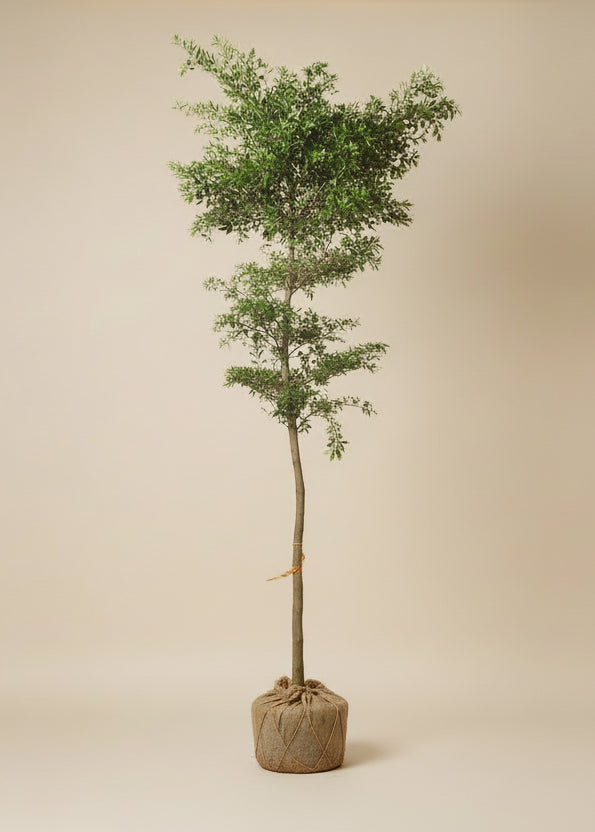 Black Olive Tree