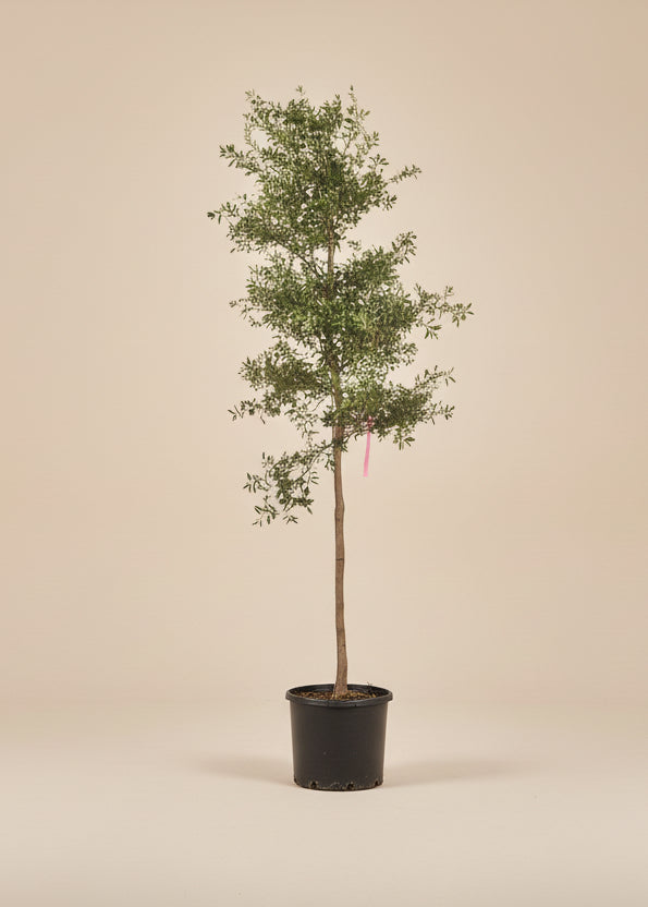 Black Olive Tree