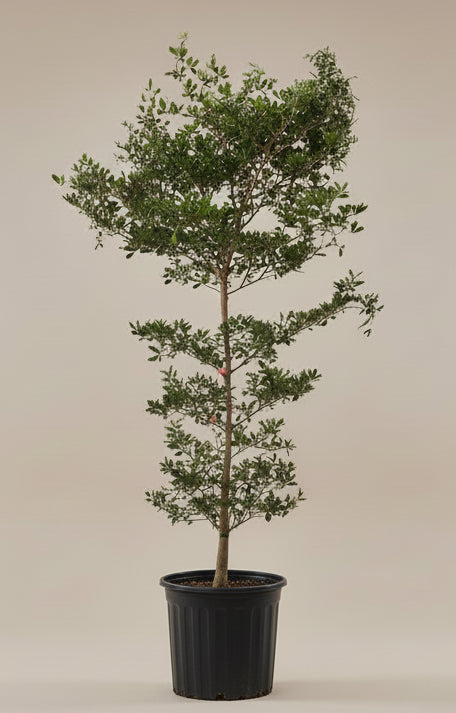 Black Olive Tree