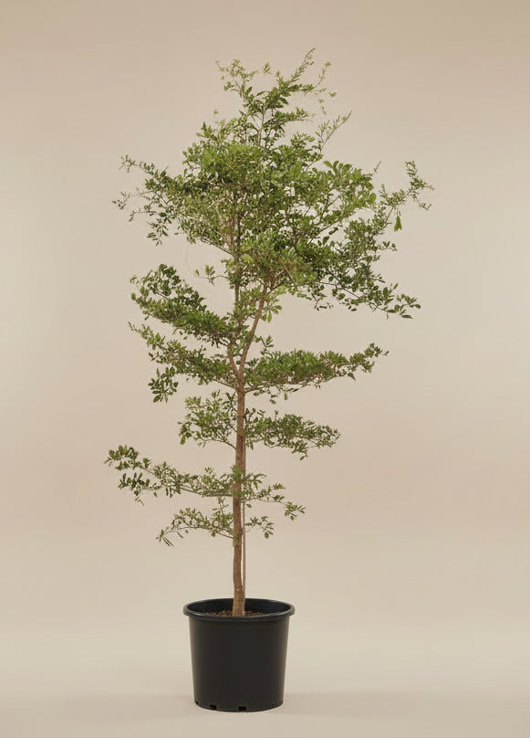 Black Olive Tree