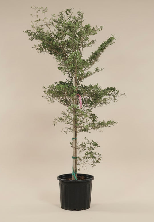 Black Olive Tree