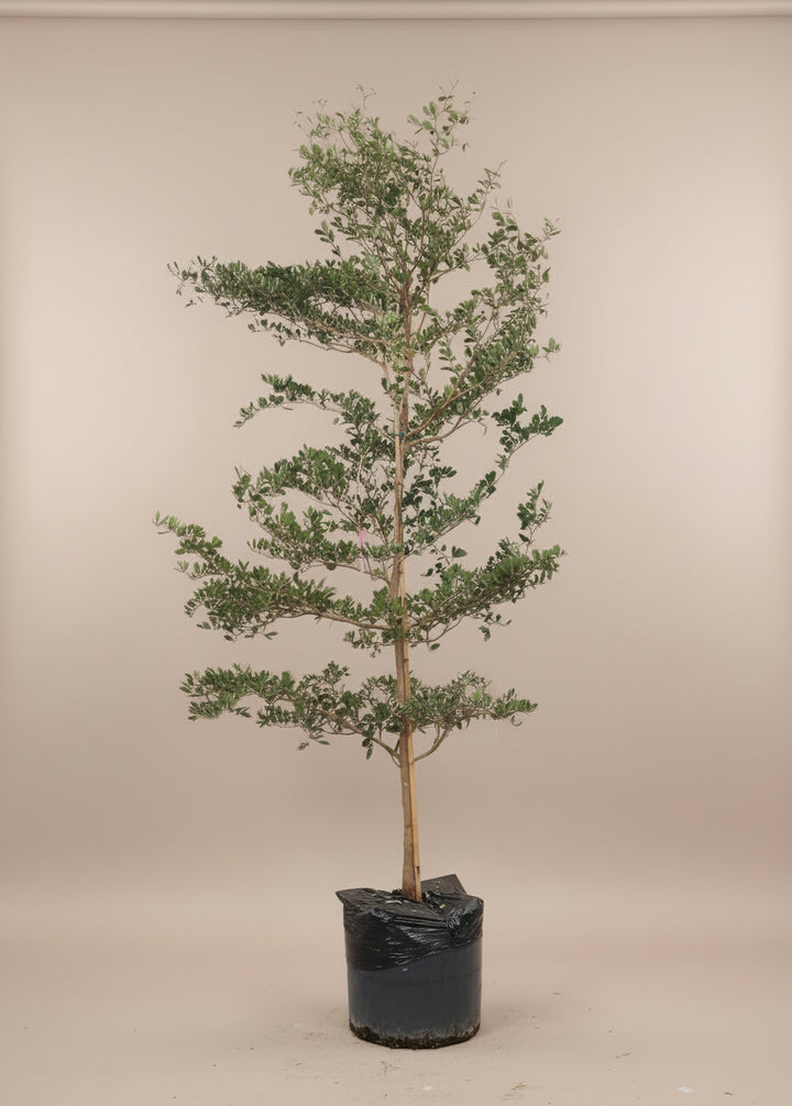 Black Olive Tree
