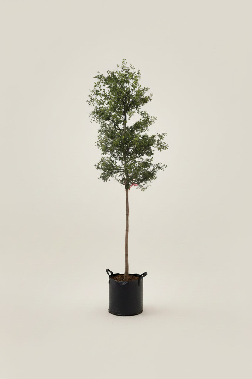 Black Olive Tree
