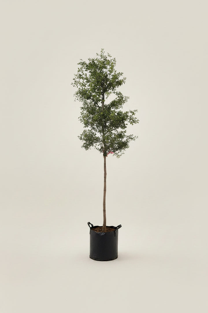 Black Olive Tree