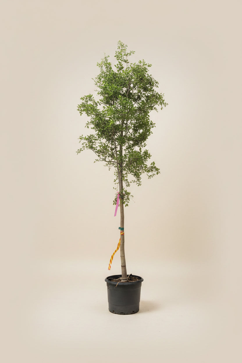 Black Olive Tree