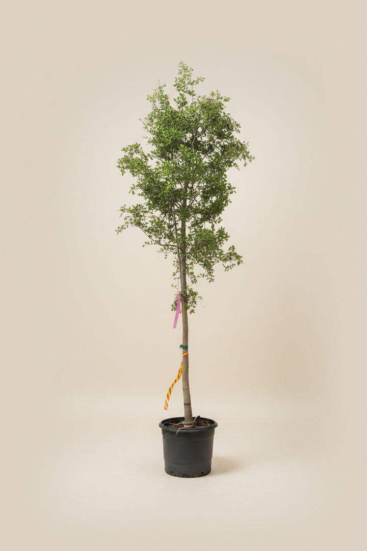 Black Olive Tree