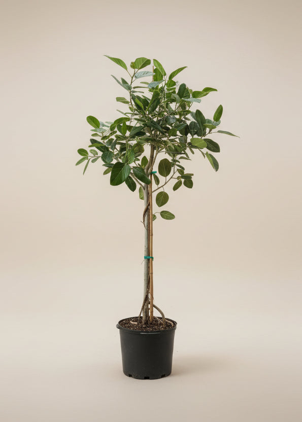 Ficus Audrey
