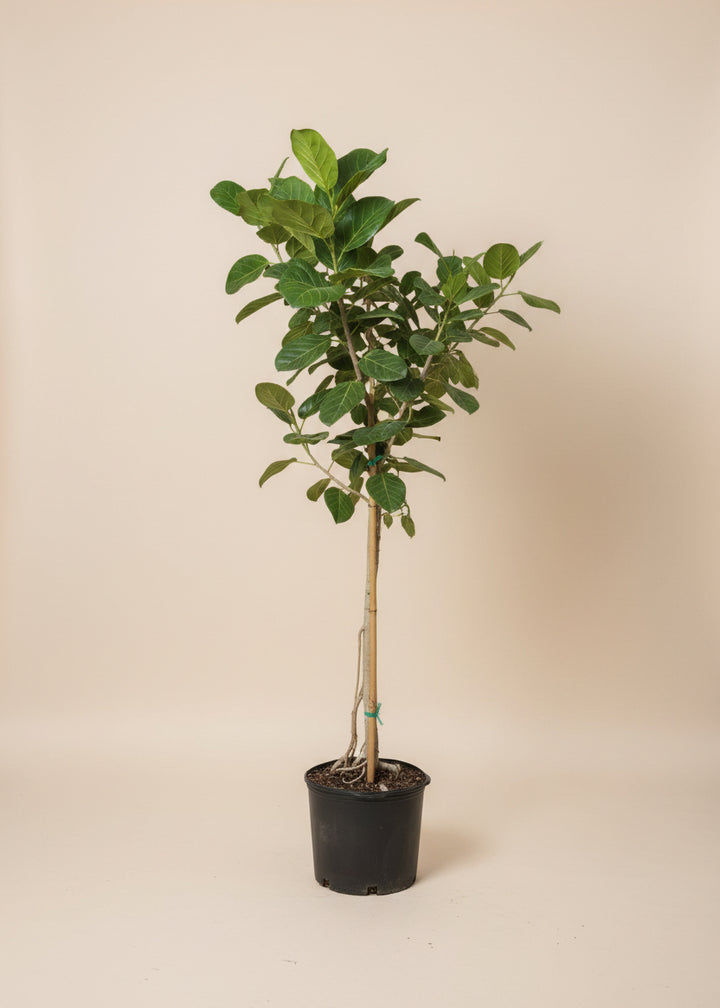 Ficus Audrey