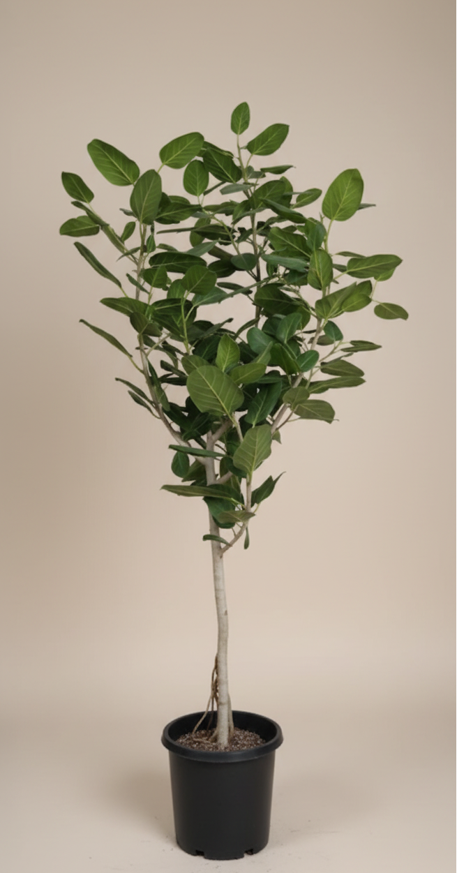 Ficus Audrey